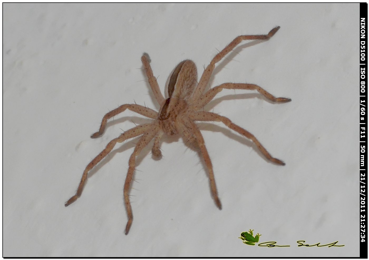 Sparassidae, Micrommata sp.♂?