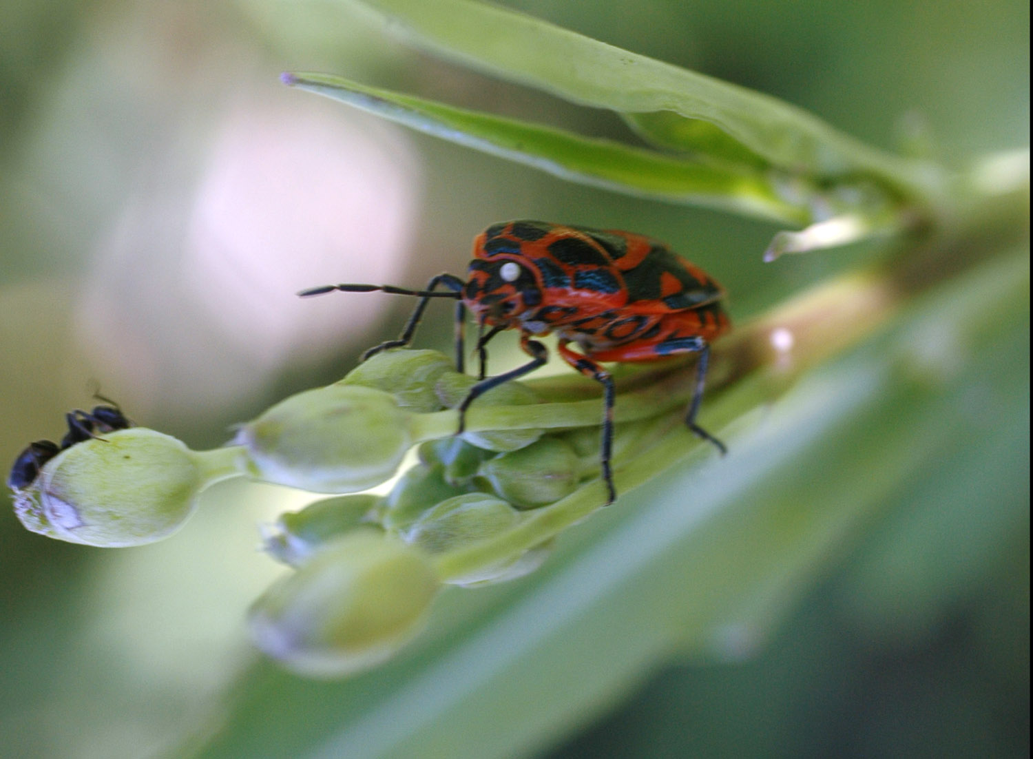 Pentatomidae, Eurydema ornatum della Sardegna (SS)