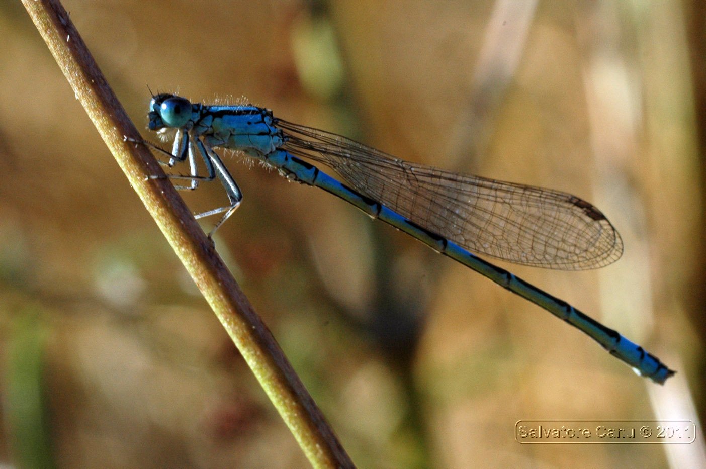 Erythromma?? no, Coenagrion scitulum