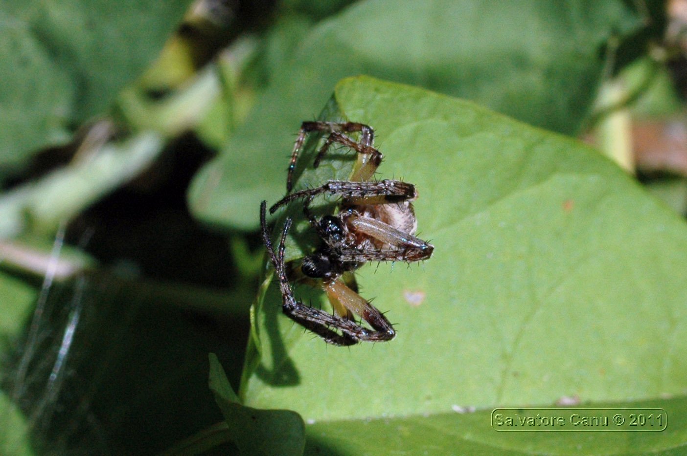 Larinioides sp.; Agelena labyrinthica