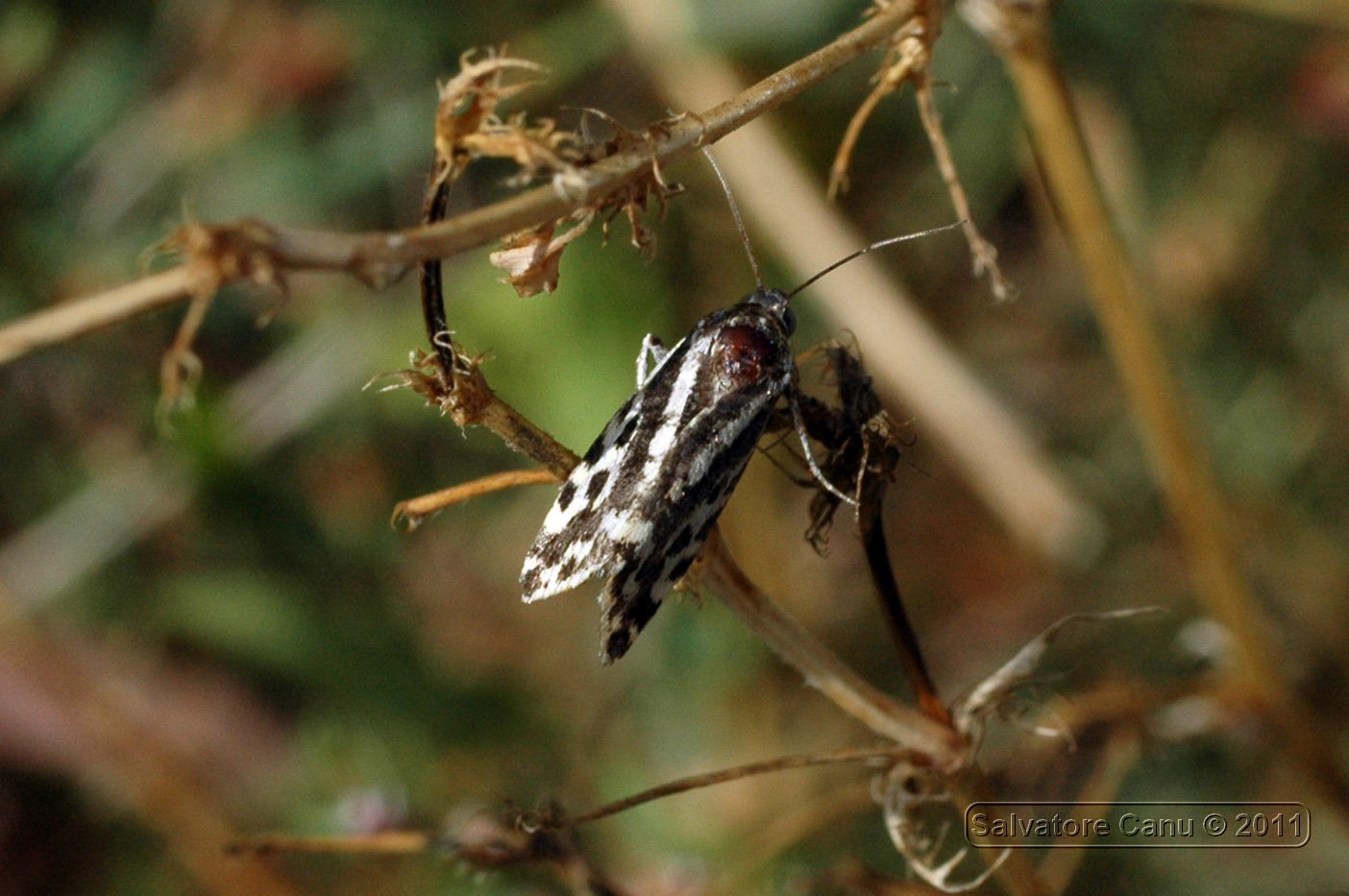 Zygaena??