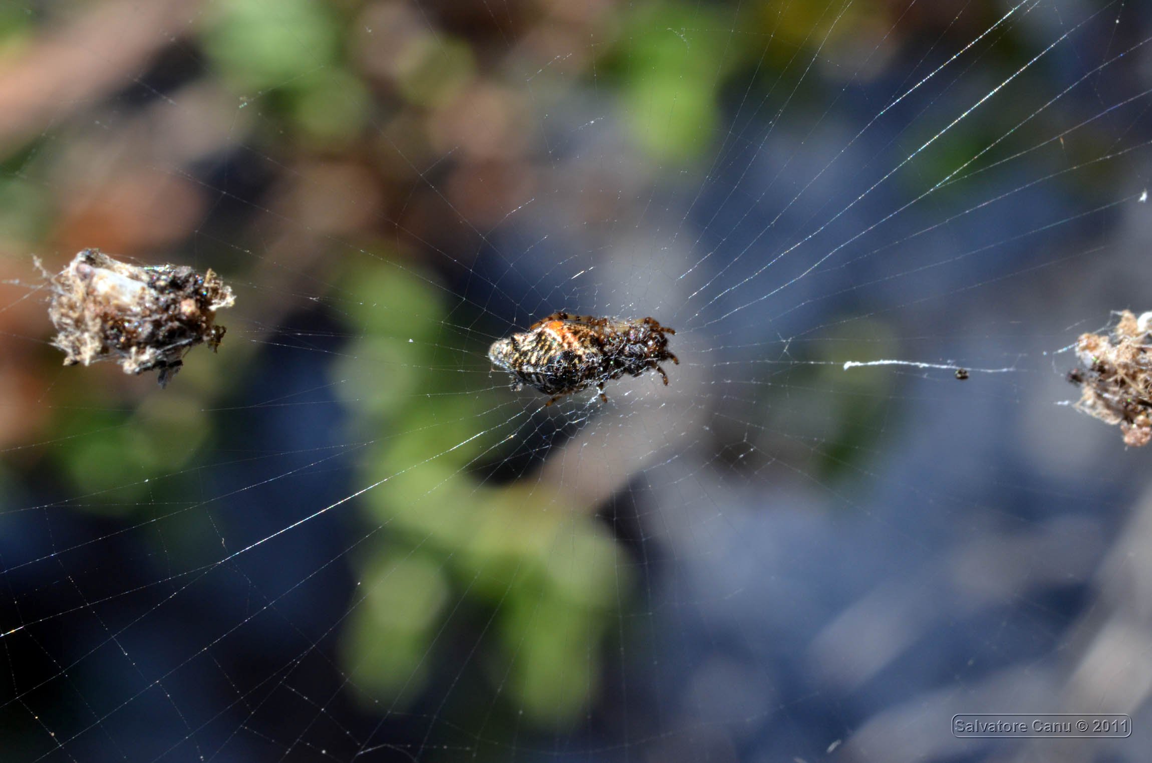 Cyclosa insulana (Araneidae)