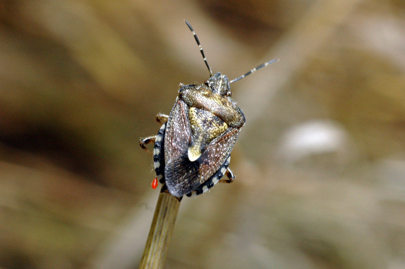 Strano Dolycoris sp. sardo (parassiti a parte)