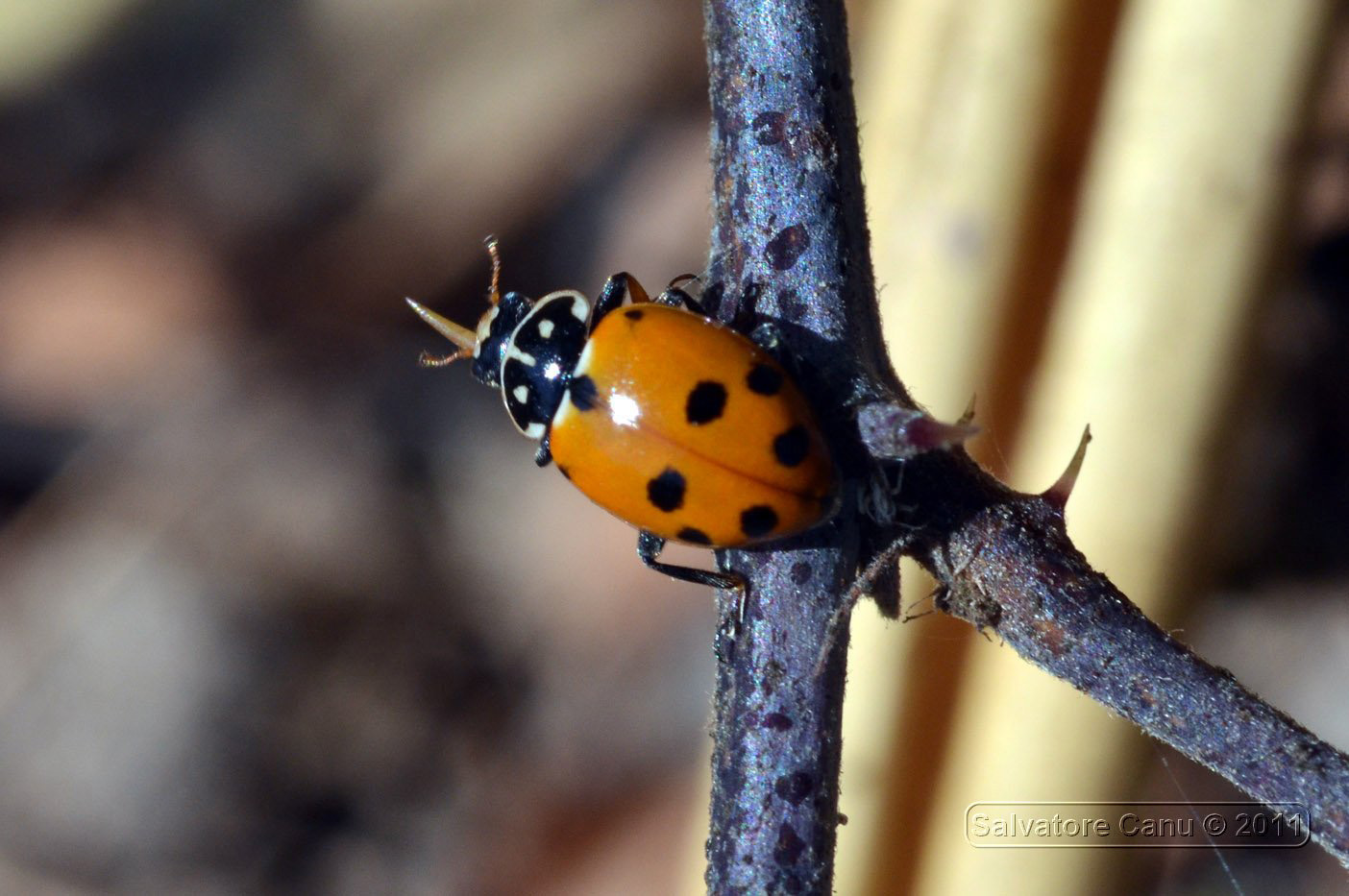 Carrellata di Harmonia axyridis