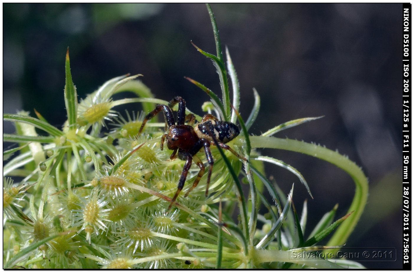 Synaema globosum