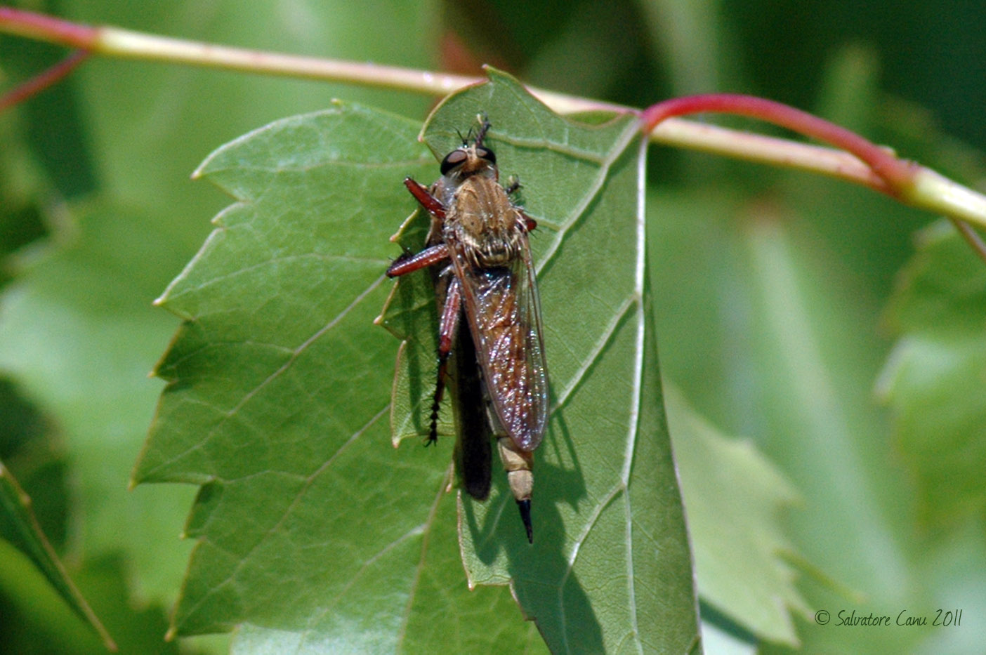 Asilidae con preda