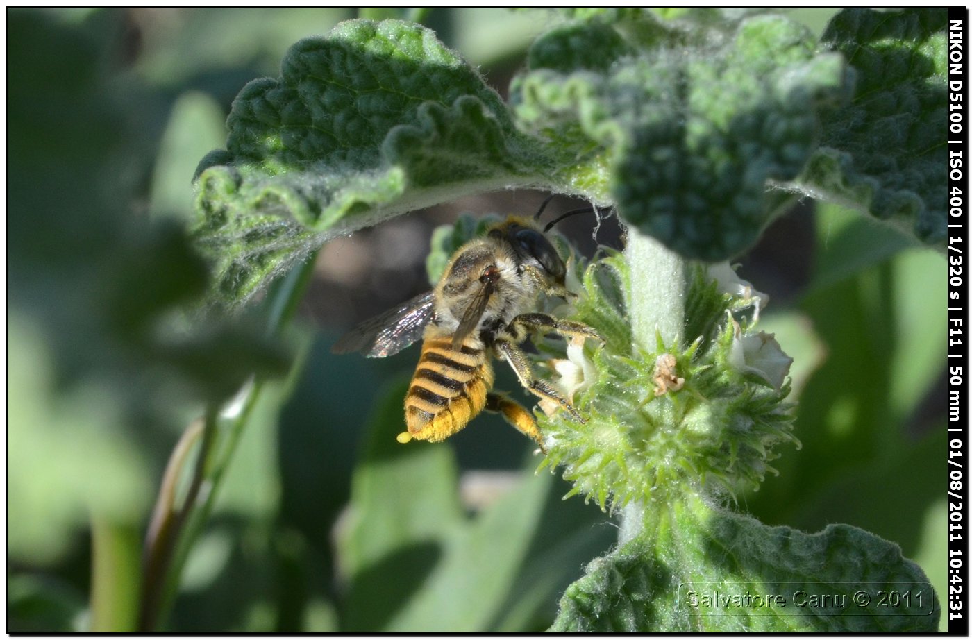 Megachile sp.