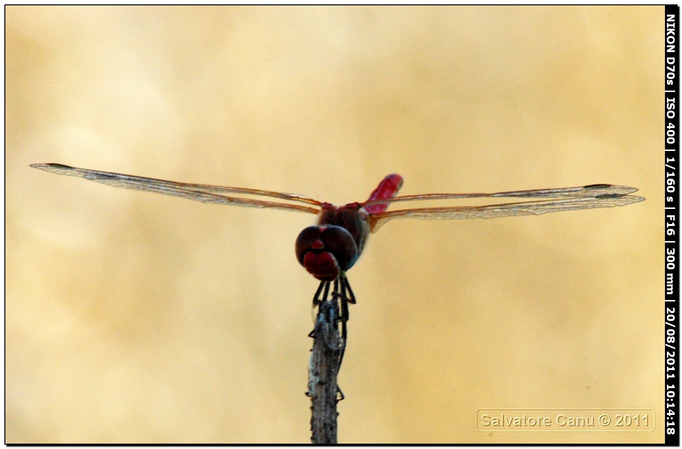 Sympetrum?? quale?