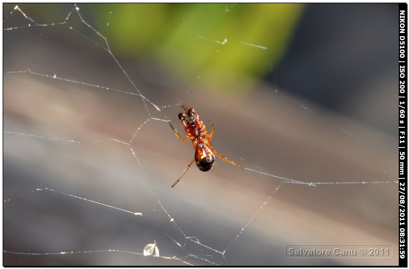 Argyrodes sp.