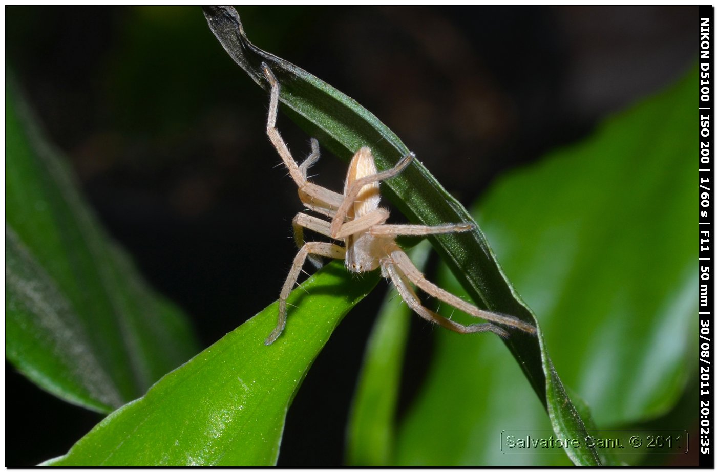 Micrommata sp.