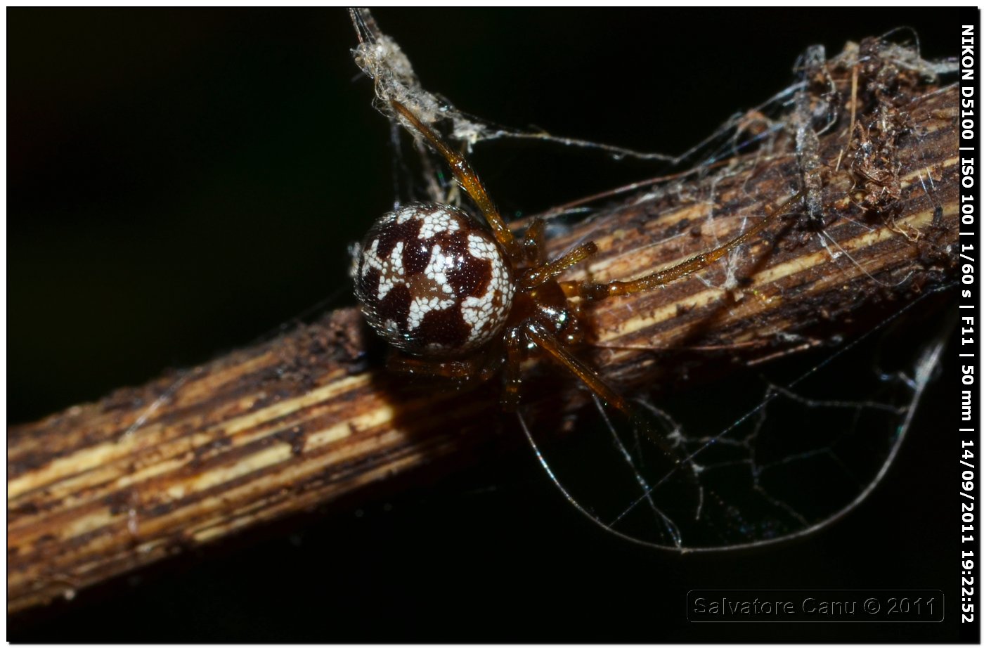 Theridiidae, Steatoda triangulosa