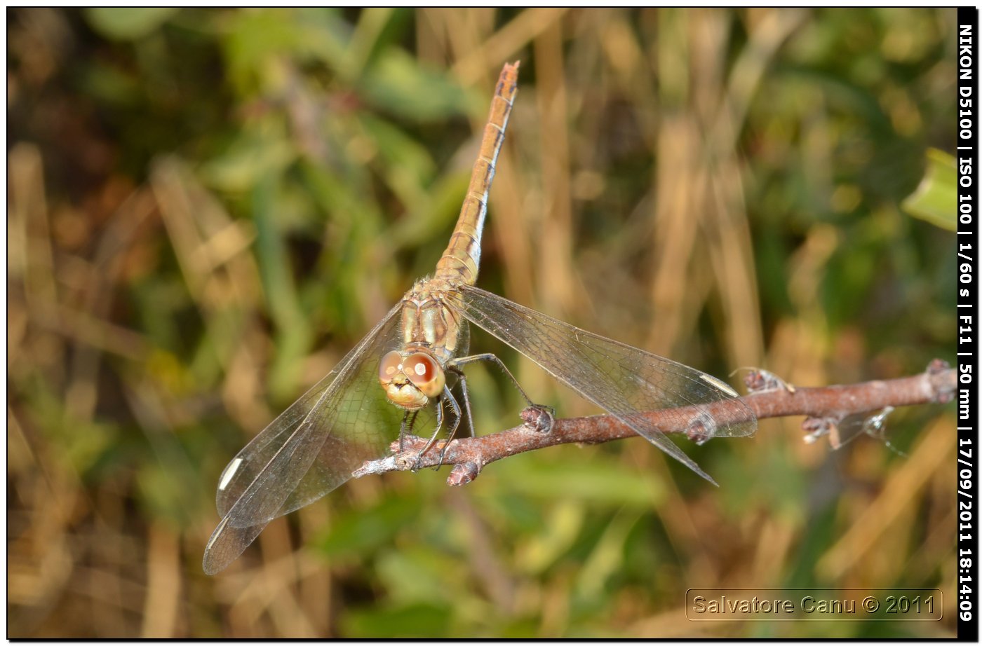 Sympetrum fonscolombii