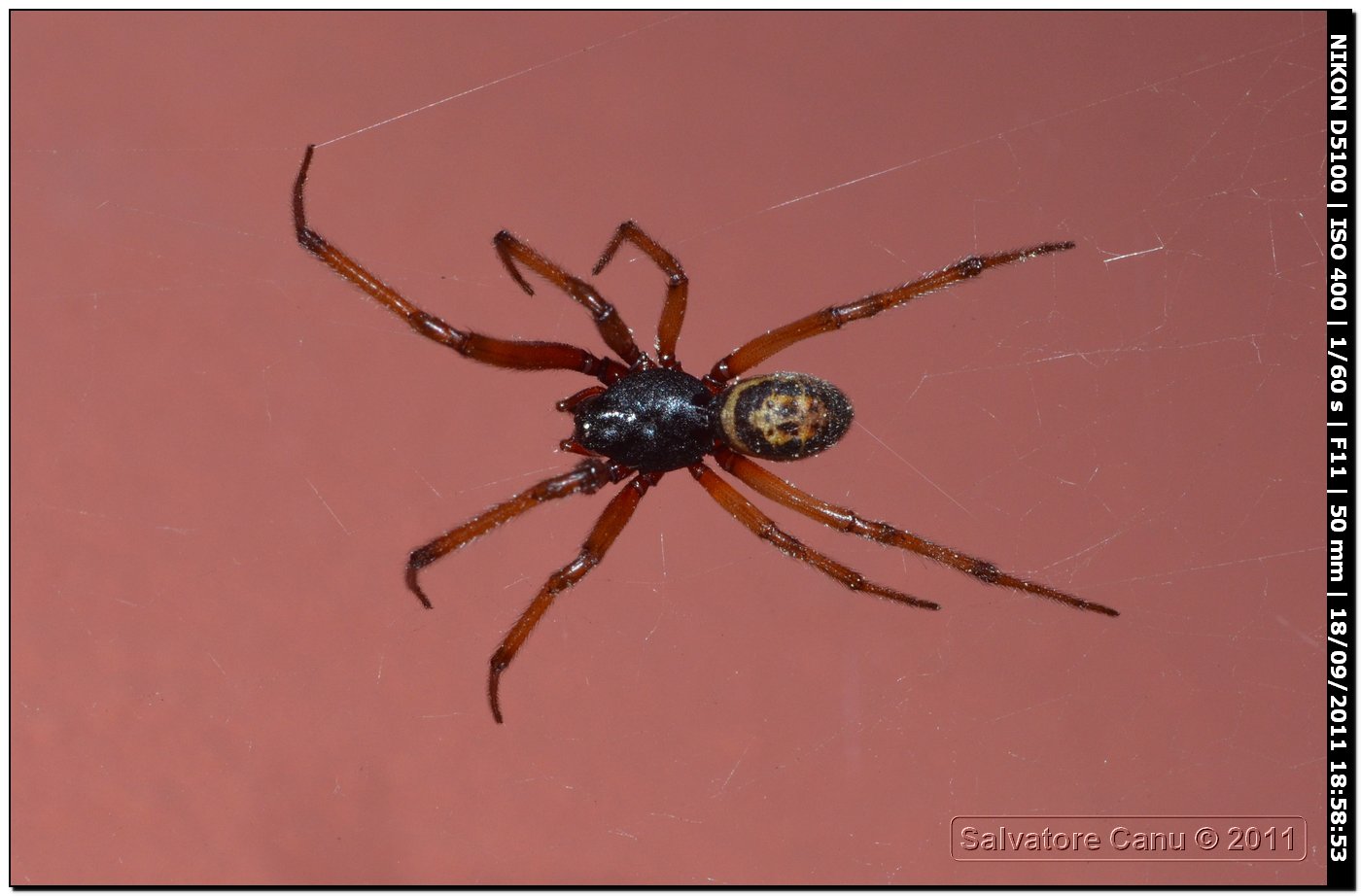 Steatoda nobilis