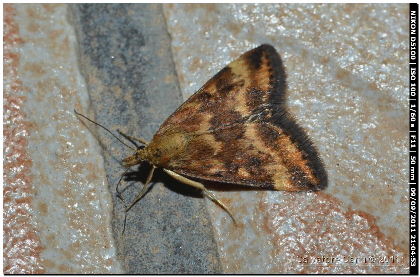 Geometridae da id.