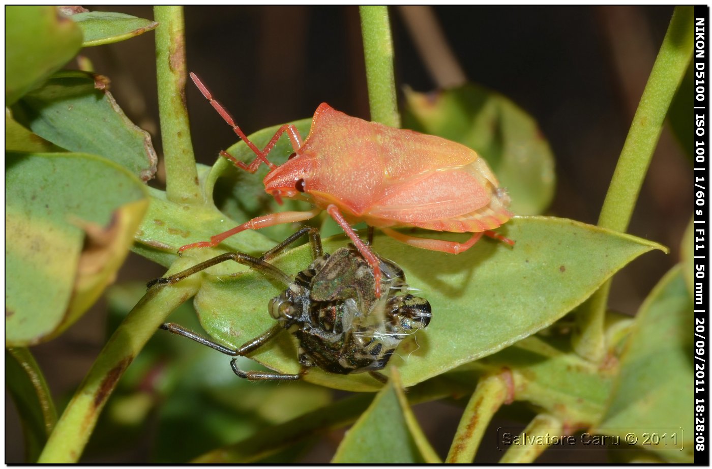 Pentatomidae sorpreso dopo l''ultima muta - Carpocoris sp.