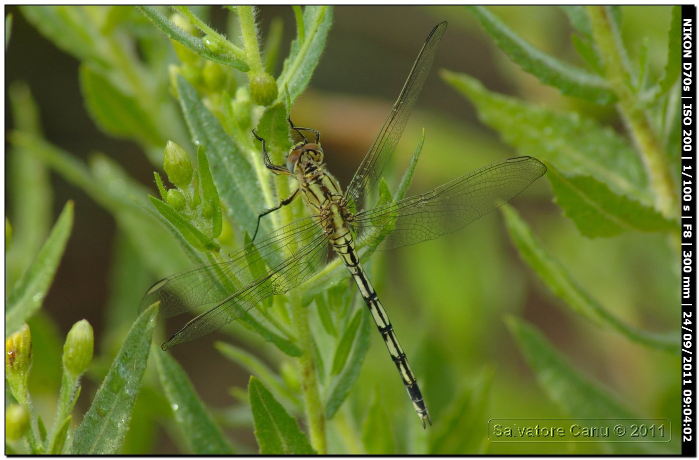 Orthetrum trinacria