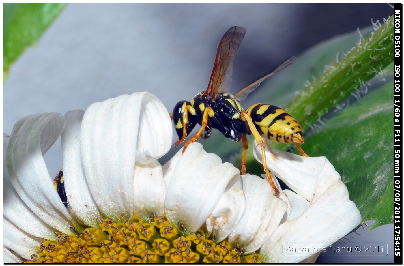 Polistes dominulus