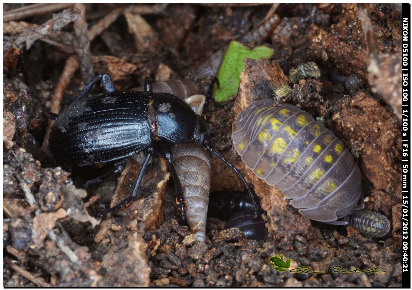 Armadillidium granulatum?