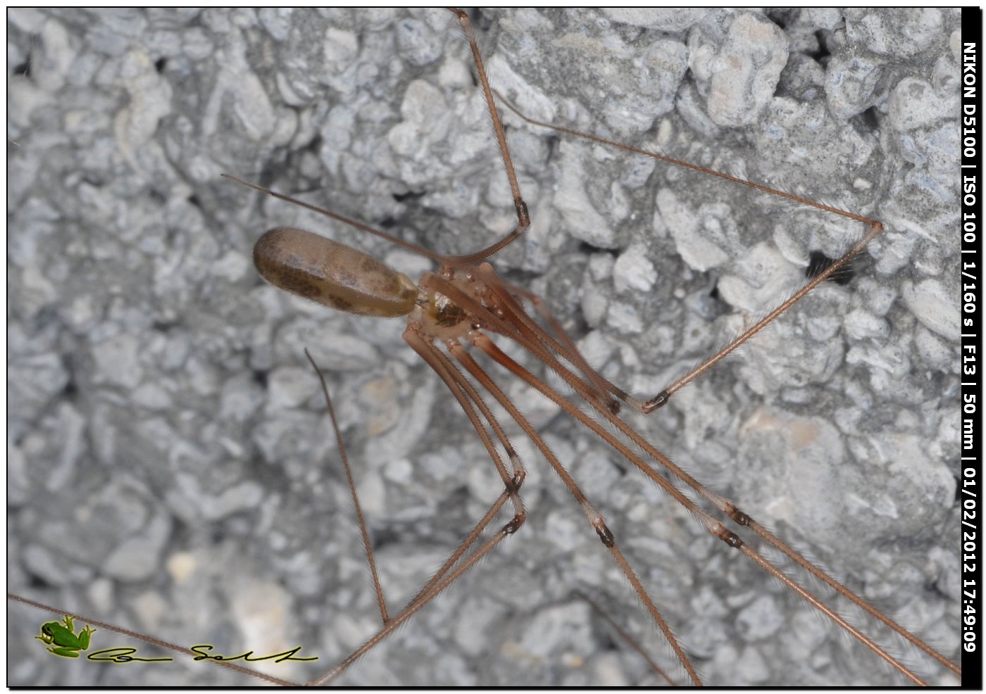 Pholcus phalangioides