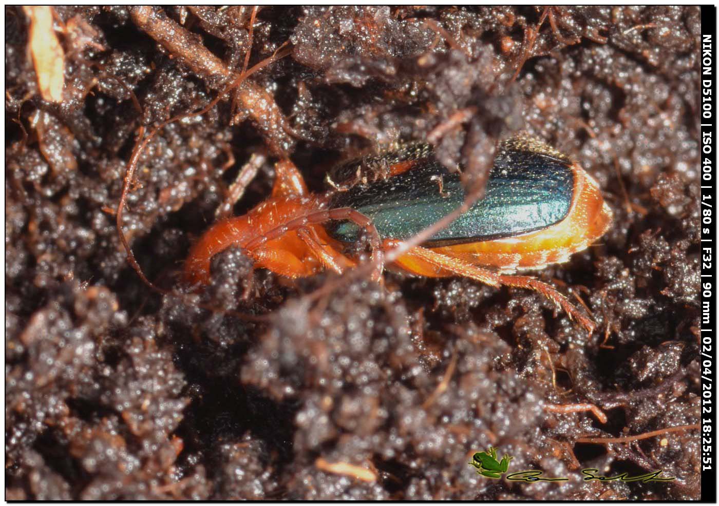 Per test da Usini: 2 Brachinus sp. (Carabidae)