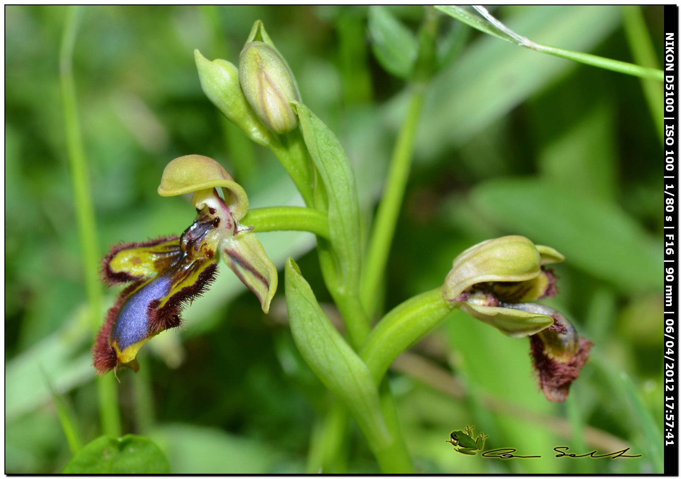 Orchidea selvatica - Ophrys speculum