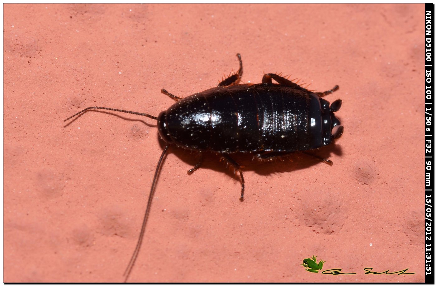 Loboptera decipiens (Germar, 1817)