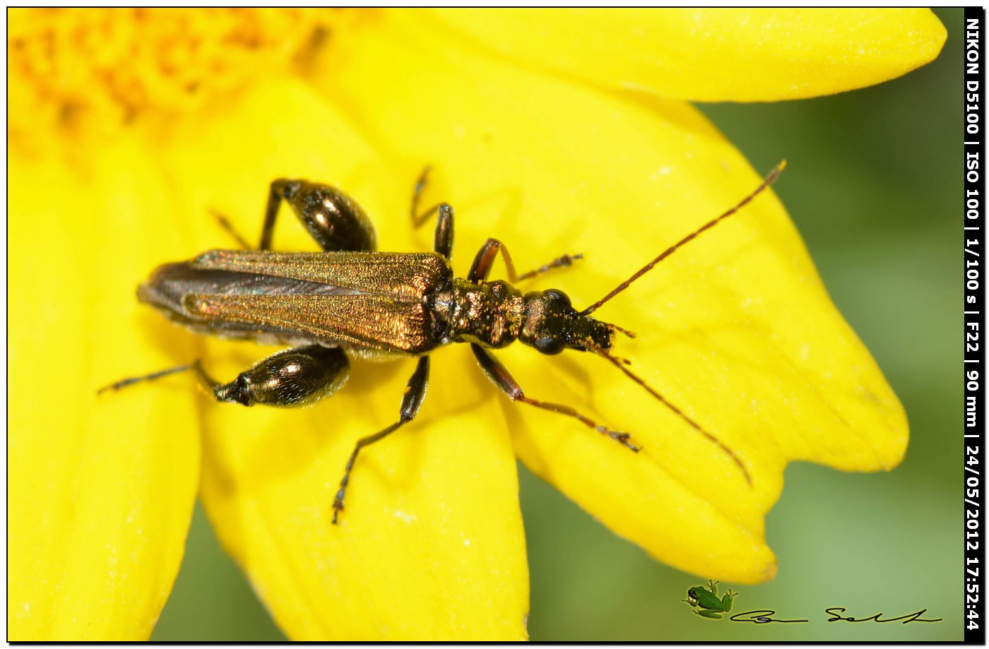 Oedemera flavipes ♂