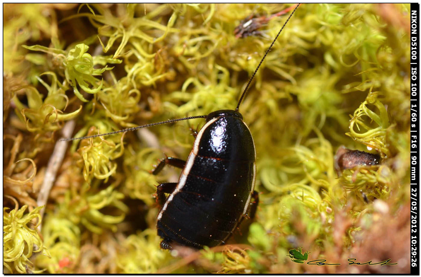 Loboptera decipiens (Germar, 1817)