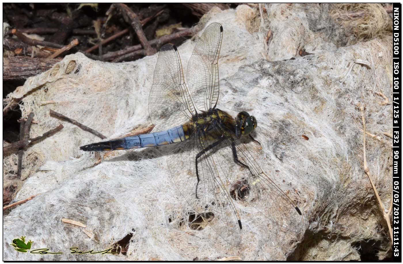 Orthetrum cancellatum ♂