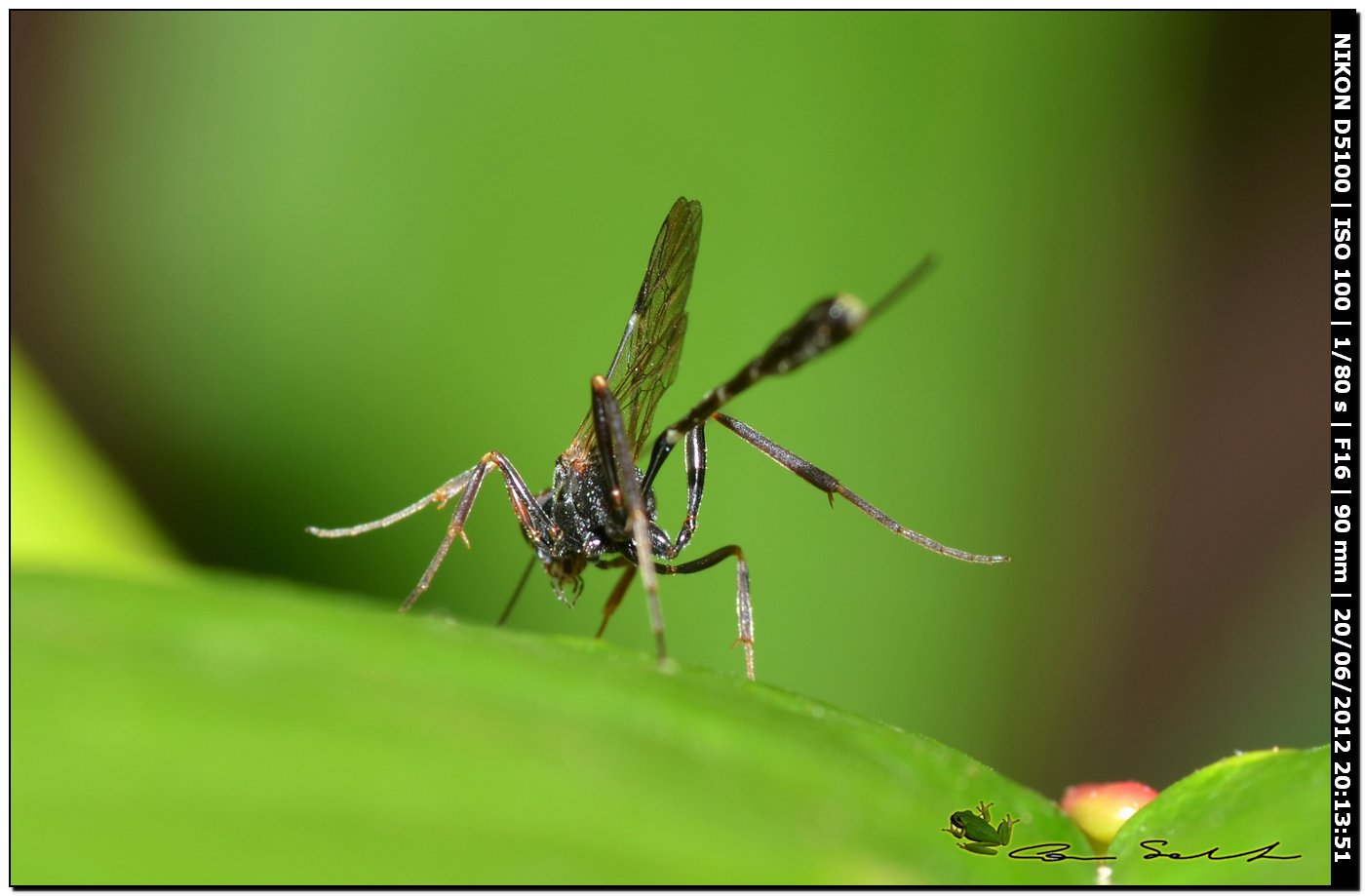 Anomalon cruentatum, Ichneumonidae