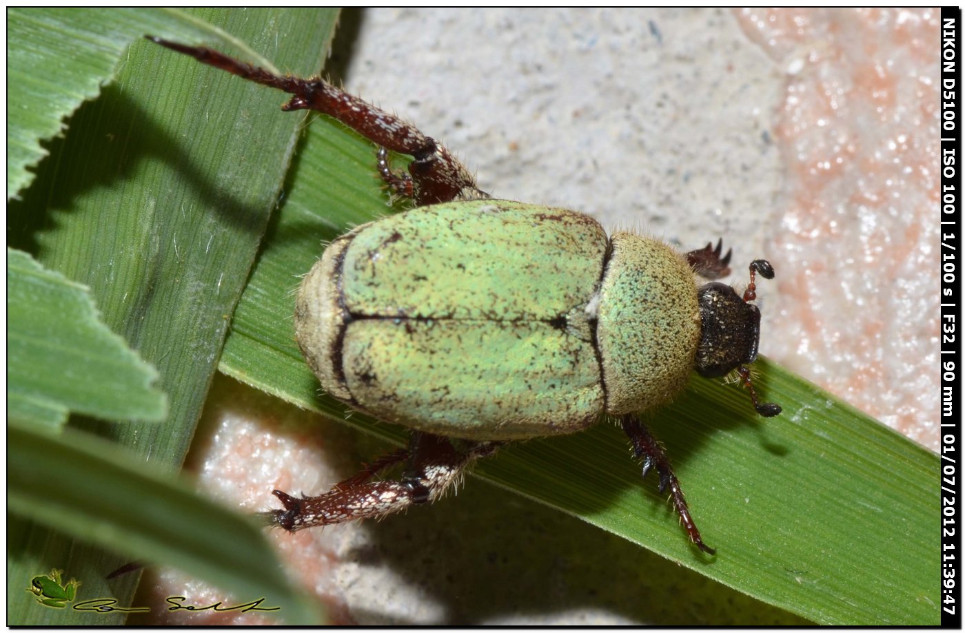 Hoplia pubicollis,Rutelidae