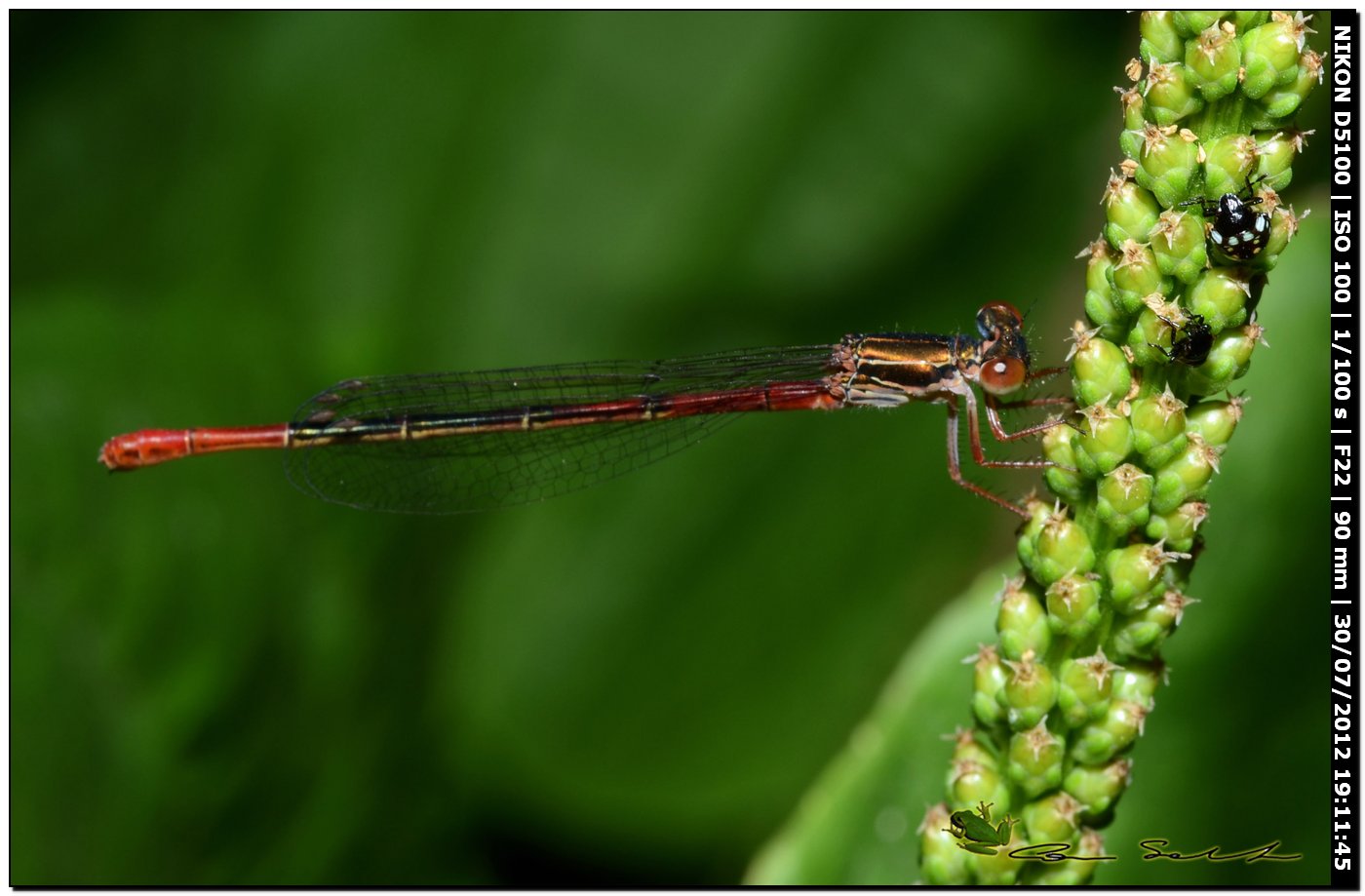 Ceriagrion tenellum ♂♀