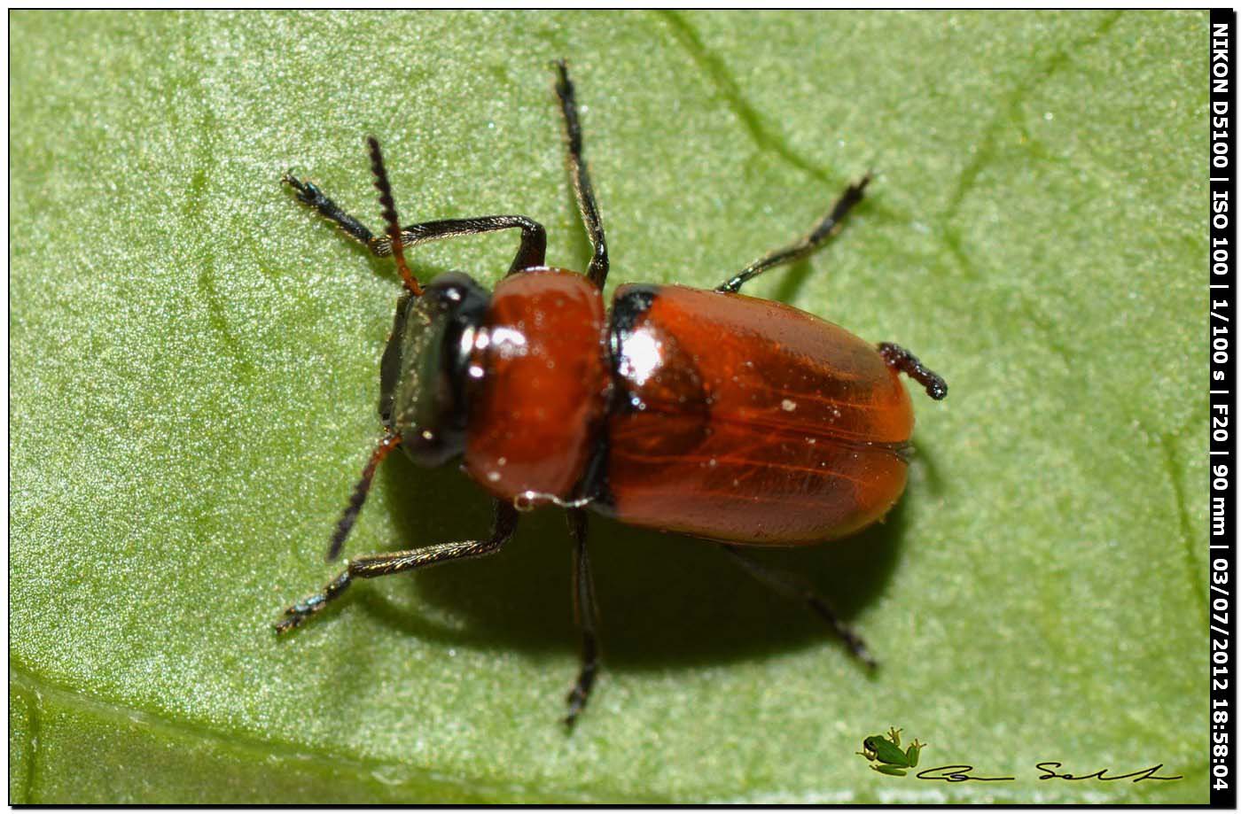 Chrysomelidae? - s, Coptocephala raffrayi