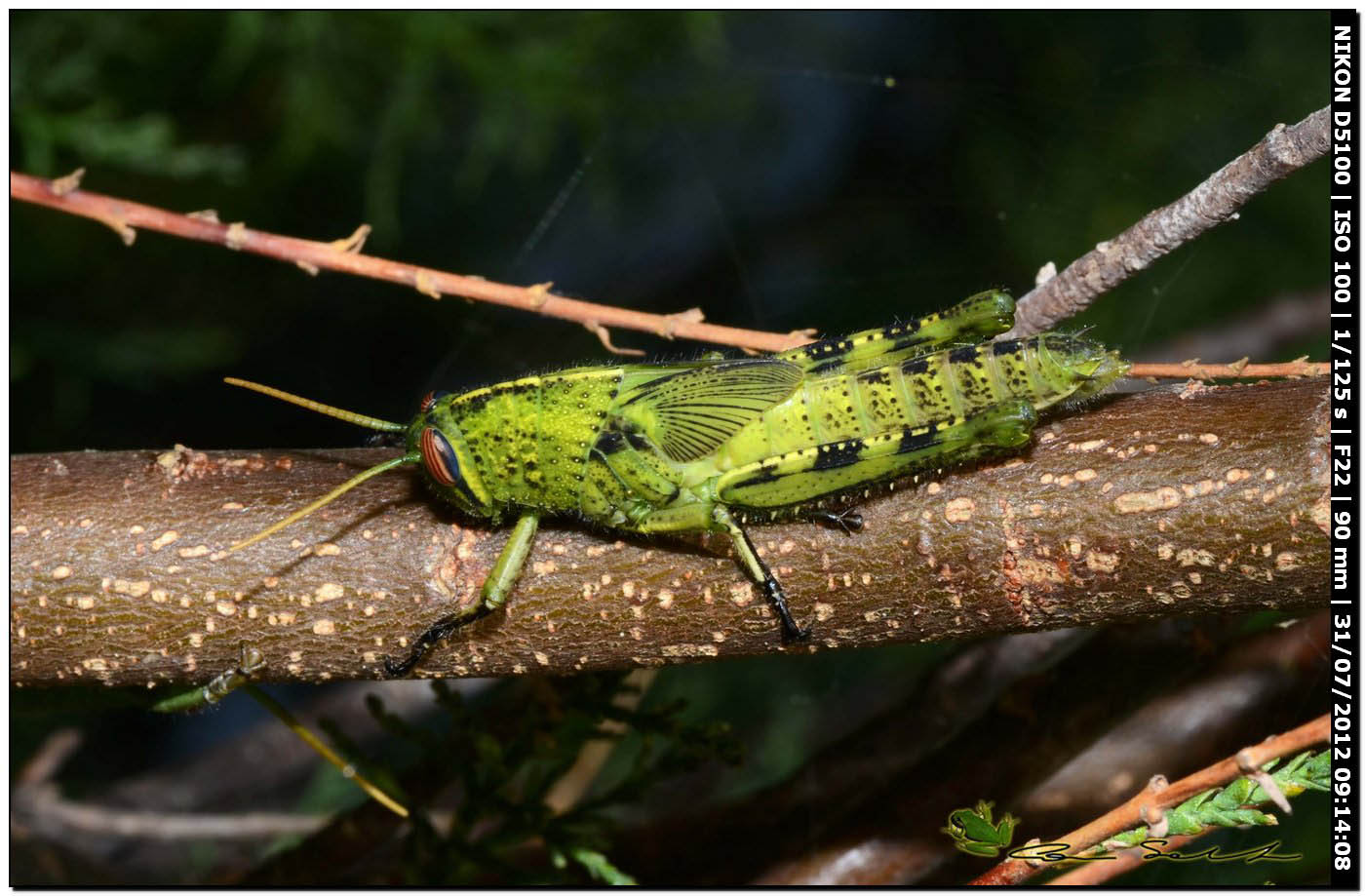 Anacridium aegyptium