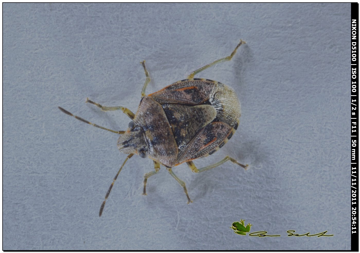 Pentatomidae: Holcogaster fibulata di Sassari