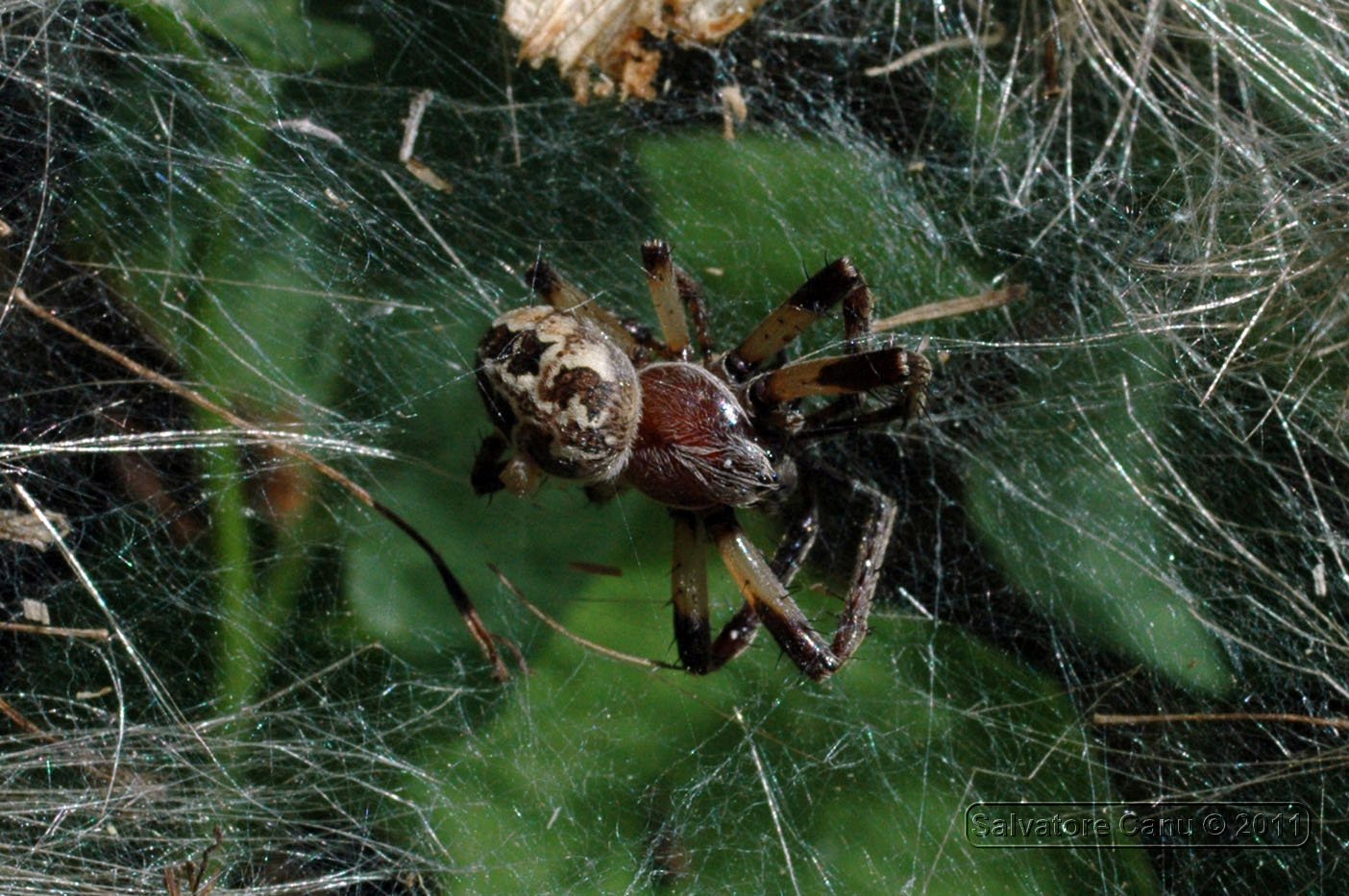 Larinioides sp.; Agelena labyrinthica