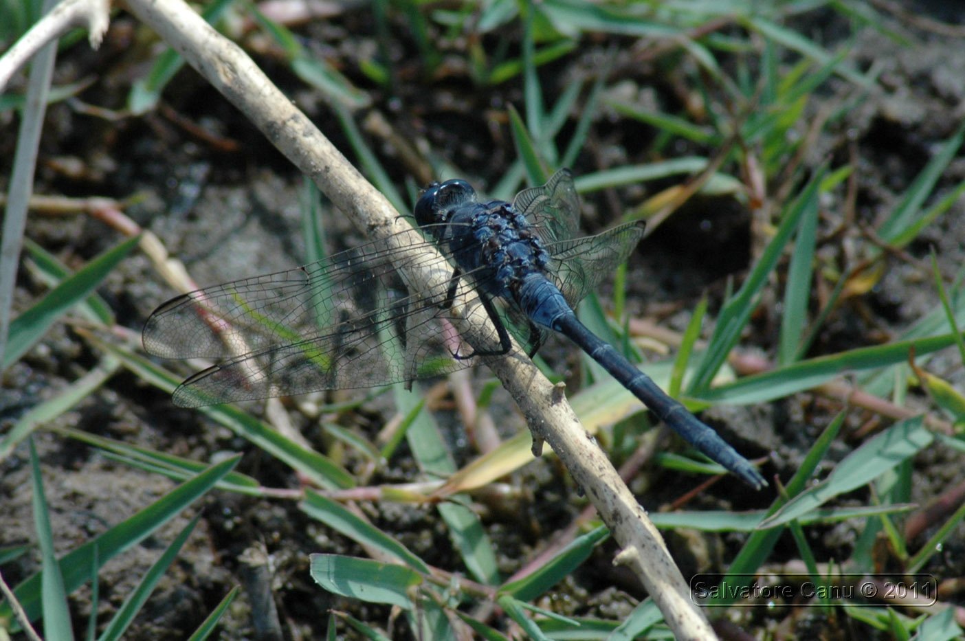 Orthetrum maschio ??