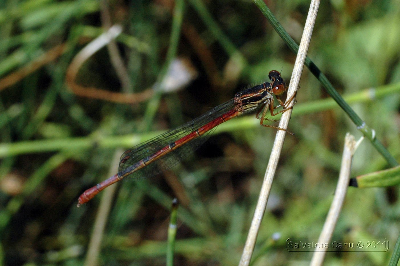 Ceriagrion tenellum femmina