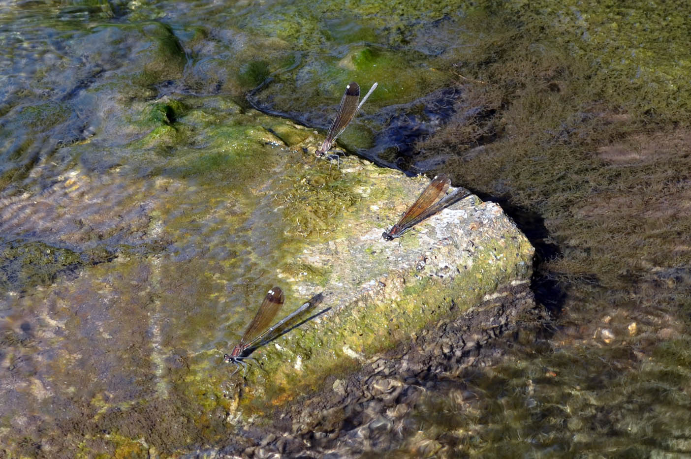 Calopteryx da ID