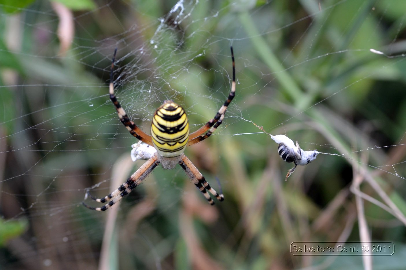 Argiope bruennichi