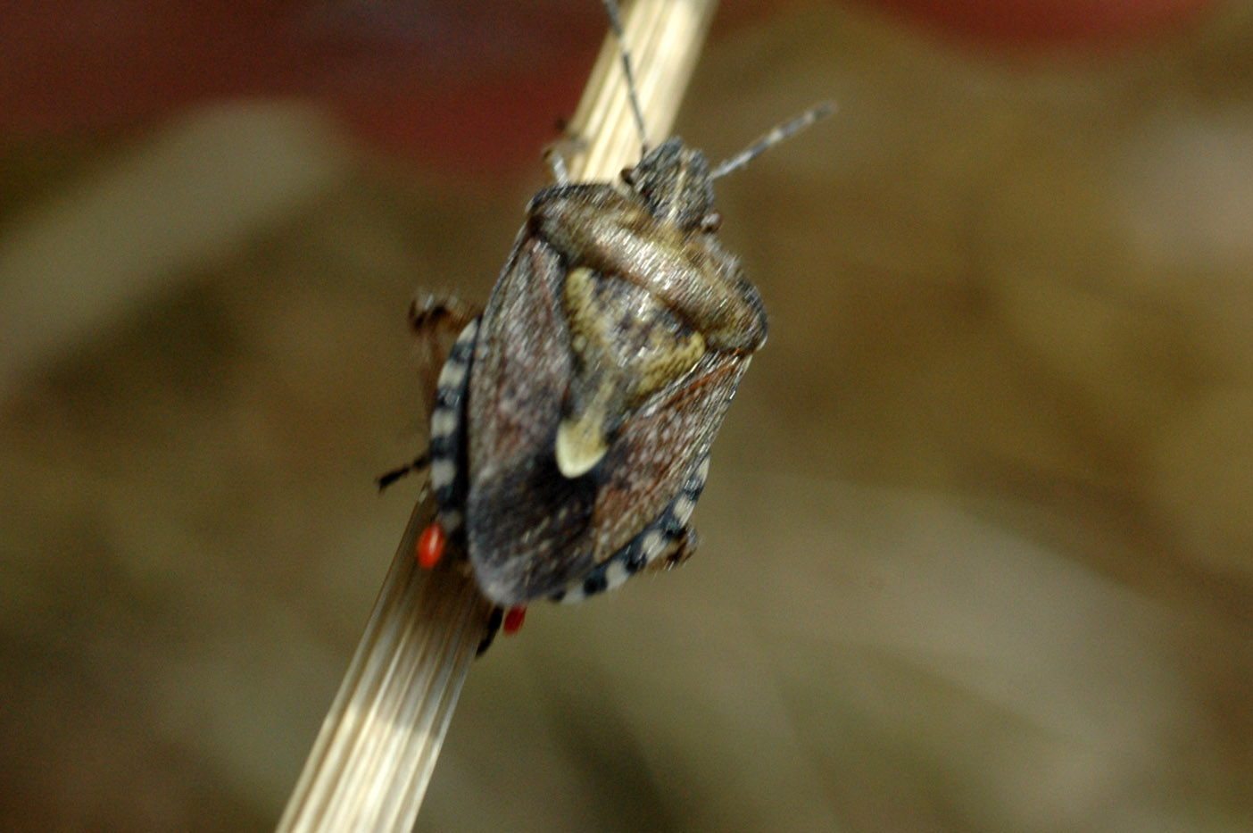 Strano Dolycoris sp. sardo (parassiti a parte)