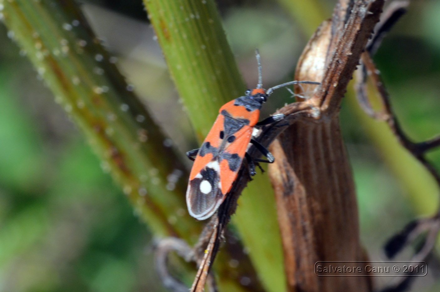 Lygaeidae: Lygaeus sp. della Sardegna (SS)