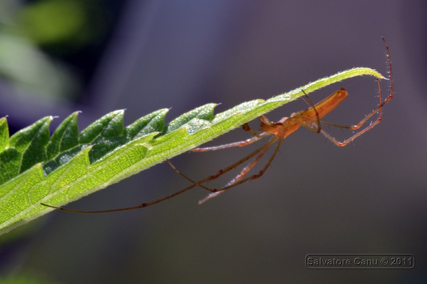 Tetragnatha sp.