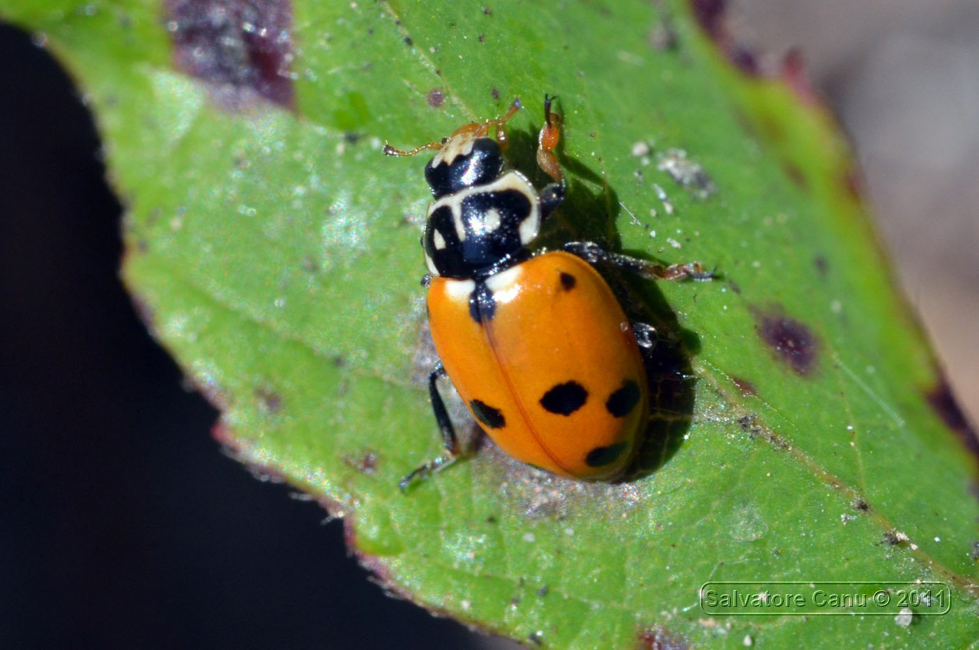 Carrellata di Harmonia axyridis