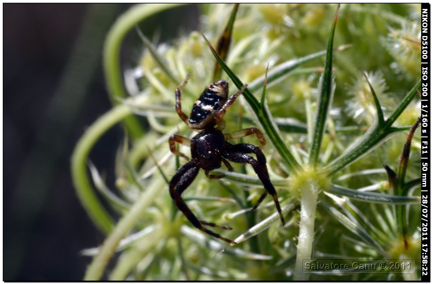 Synaema globosum