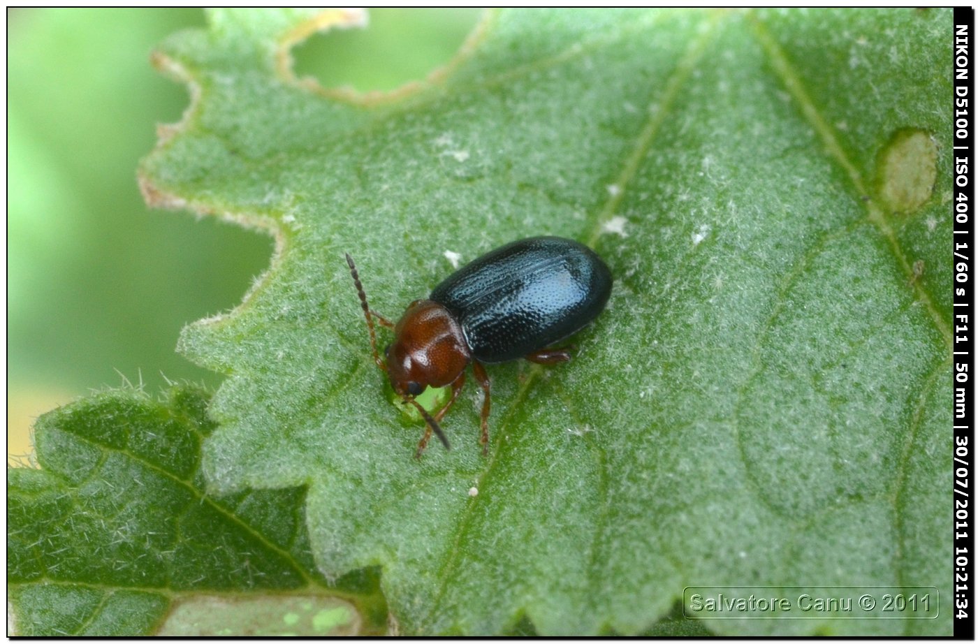 Podagrica fuscicornis