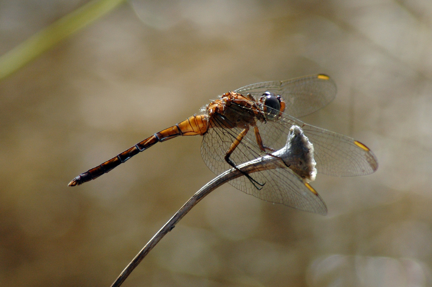 Da identificare: Orthetrum coerulescens anceps