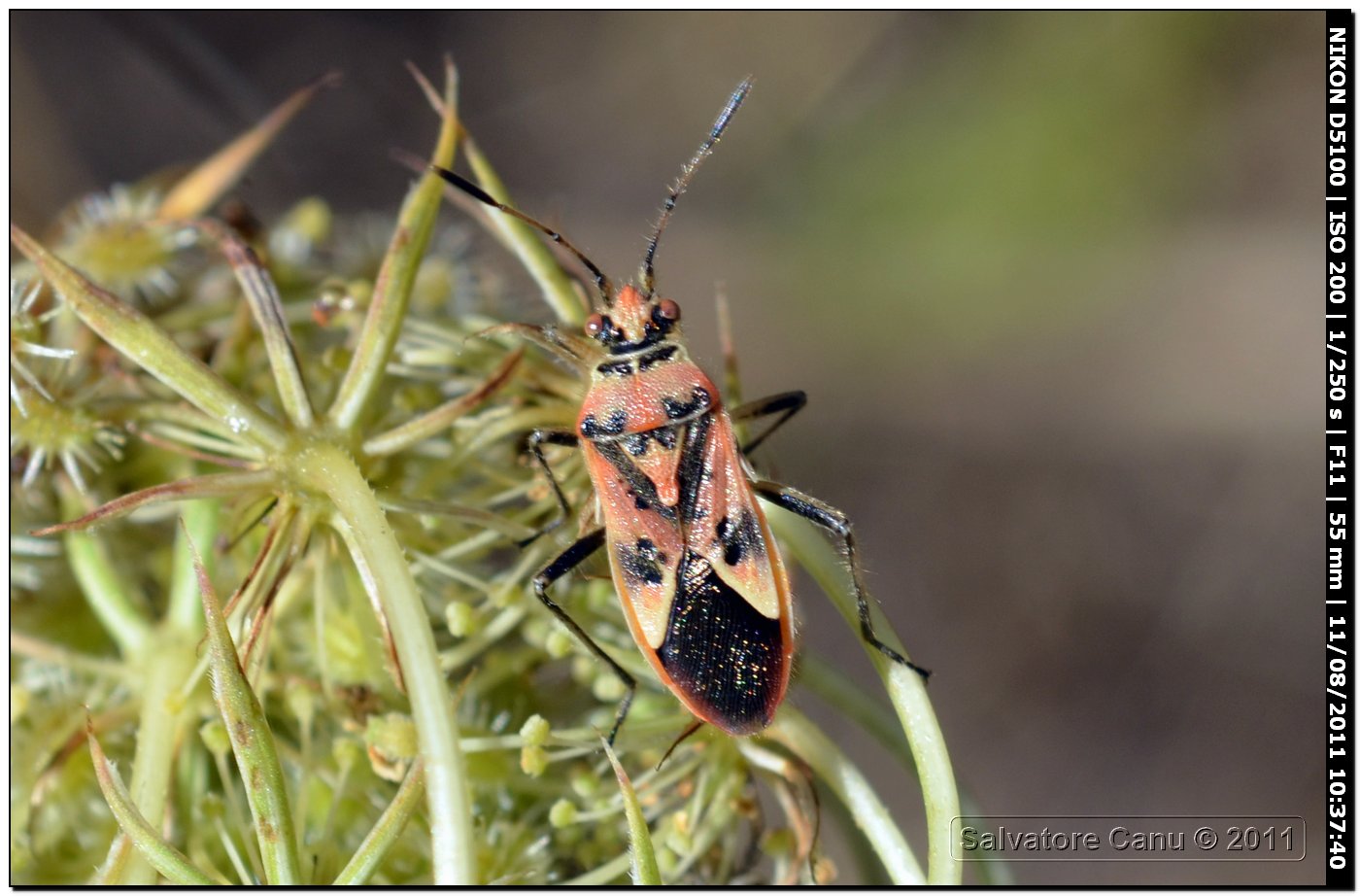 Rhopalidae: Corizus nigridorsum di Sardegna (SS)