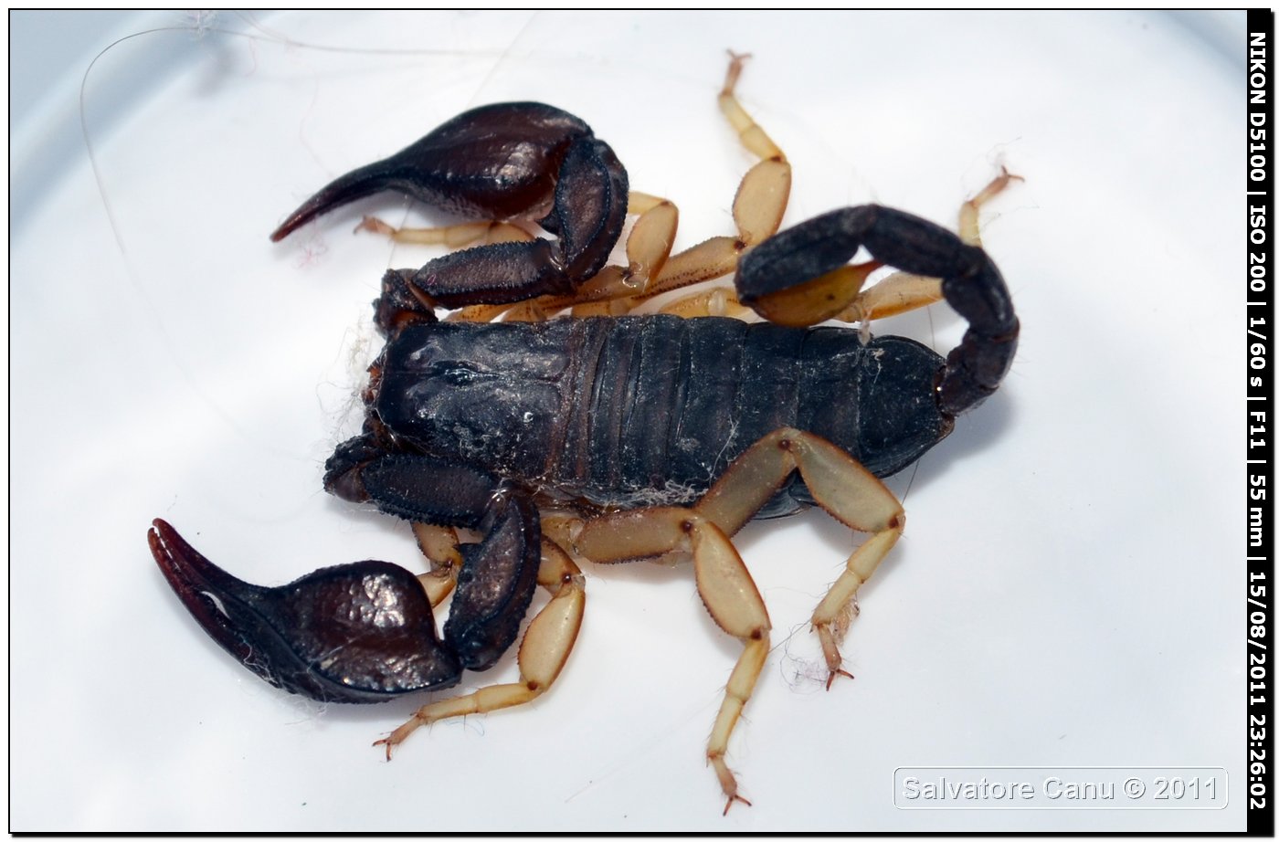 Euscorpius flavicaudis