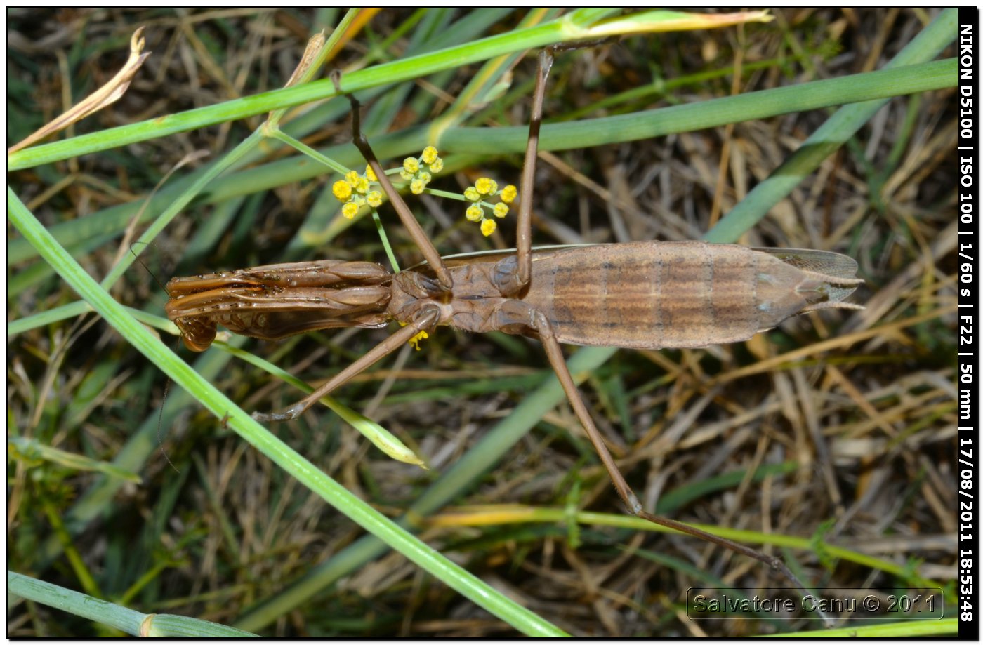 Mantis religiosa oltre 6 cm